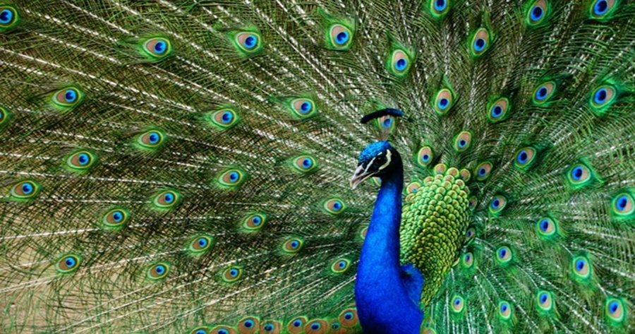 นกยูงในดินแดนของเพนกวิน