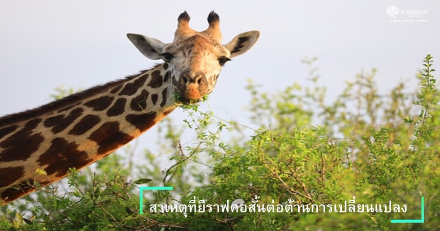 สาเหตุที่ยีราฟคอสั้นต่อต้านการเปลี่ยนแปลง  